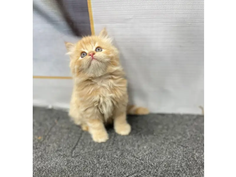 cash on delivery Persian Punch face triple coat cat Kitten — photo 3