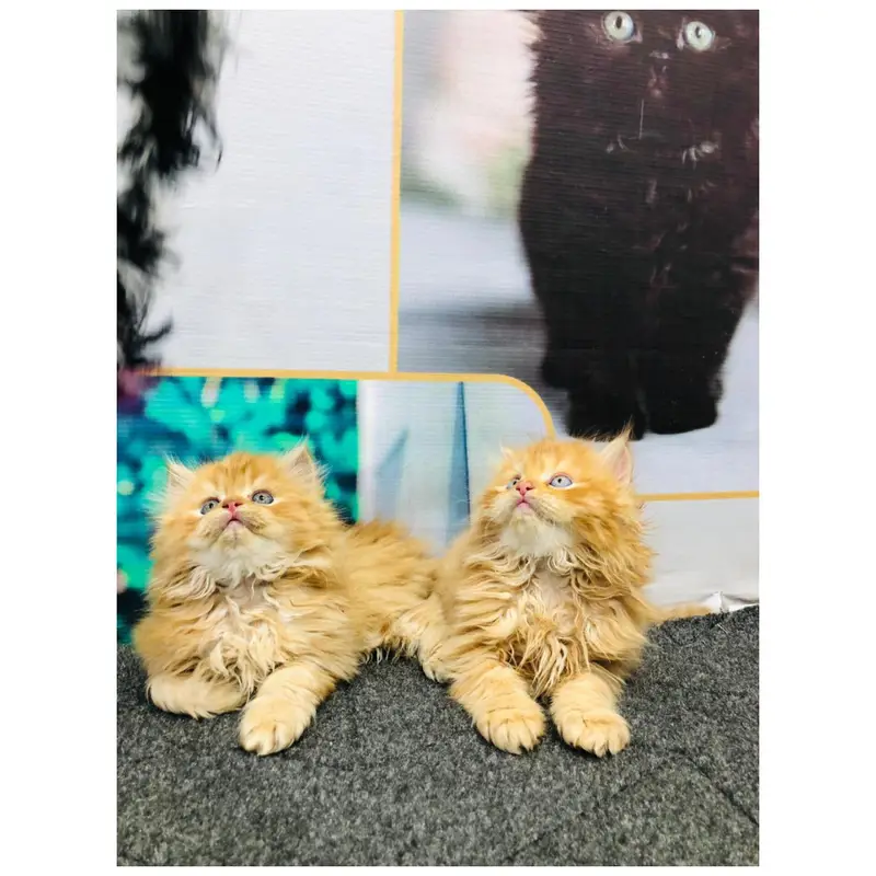 cash on delivery Persian Punch face triple coat cat Kitten — photo 5