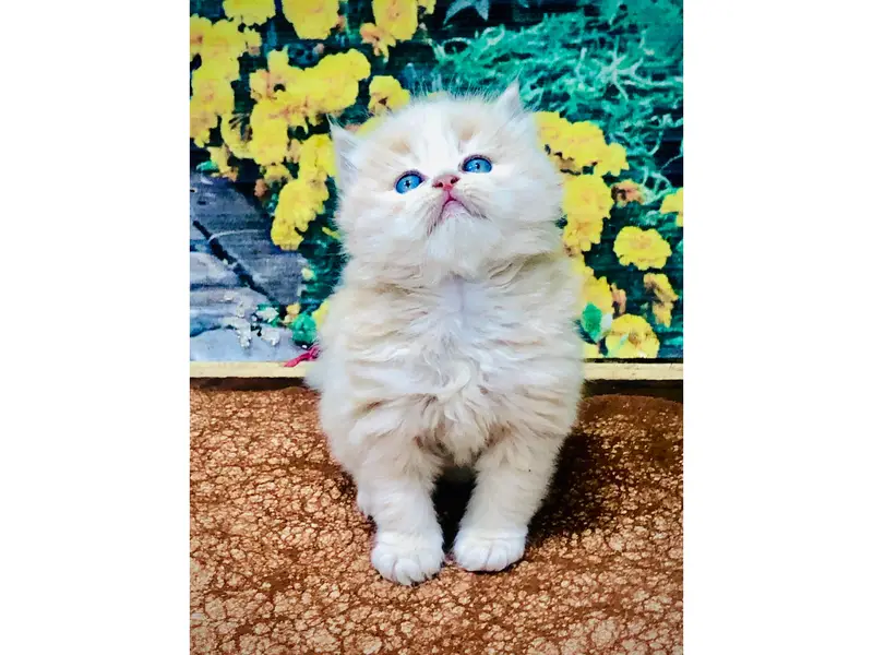 cash on delivery Persian Punch face triple coat cat Kitten — photo 9