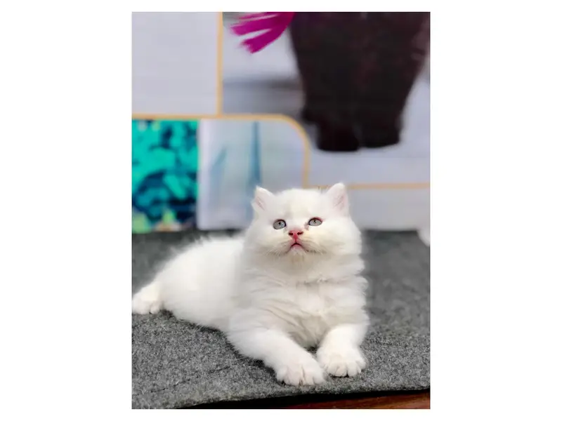 cash on delivery Persian Punch face triple coat cat Kitten — photo 4