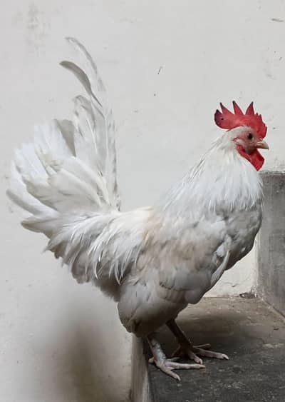 English Game 2 males