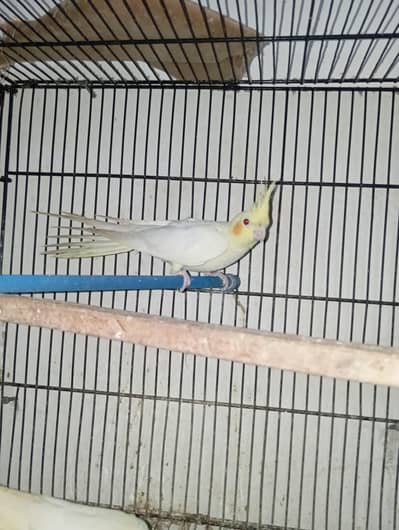 Common white 2 x single piece