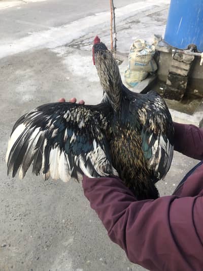 Aseel Murga for sale