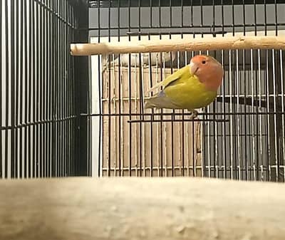 peach face lovebird