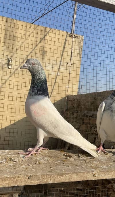 tady golden male for sale