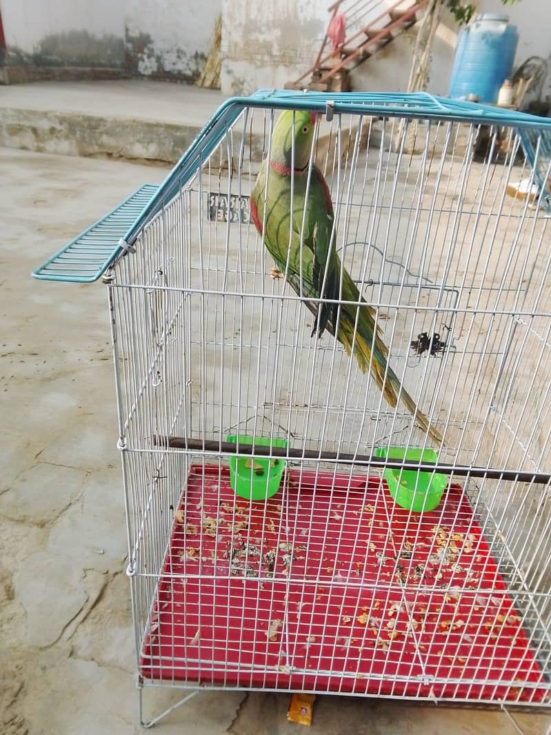 raw parrot - Parrots - 1109355936
