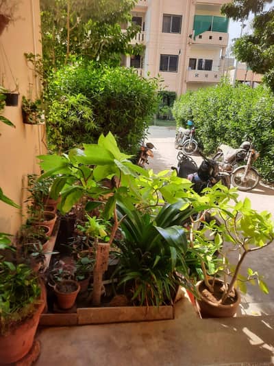 plants    for sale