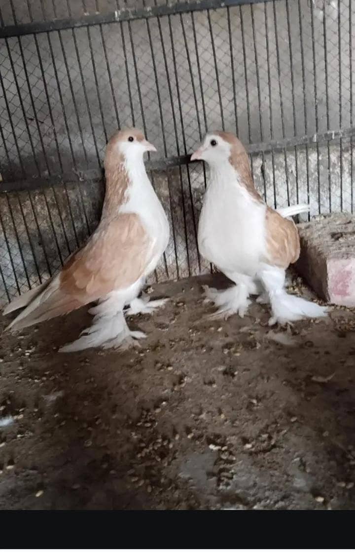 kabotar for sale in multan - Pigeons - 1109358478