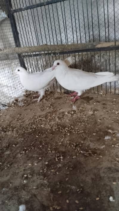 kabotar for sale in multan