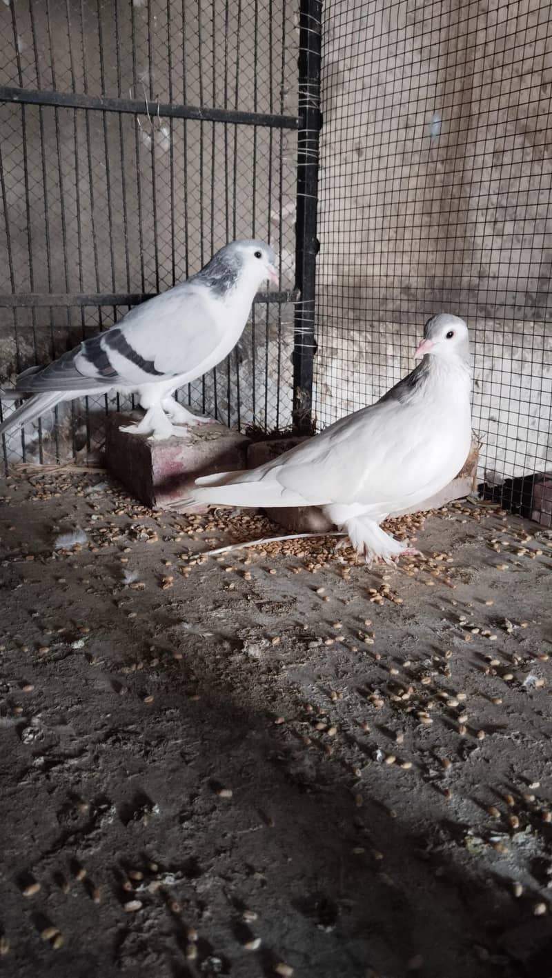 kabotar for sale in multan - Pigeons - 1109358478