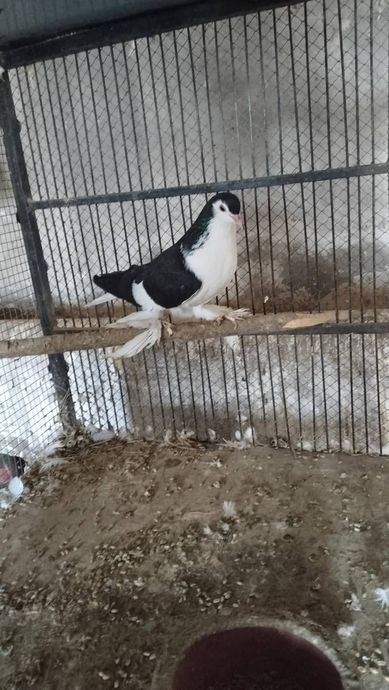 kabotar for sale in multan - Pigeons - 1109358478