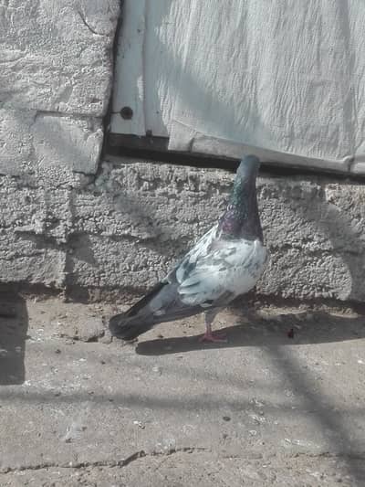 Some birds for sale Top quality pairs