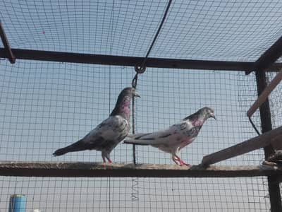 Some birds for sale Top quality pairs