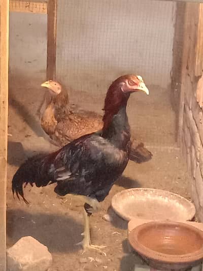 Morghi or morgha for sale location Faisalabad