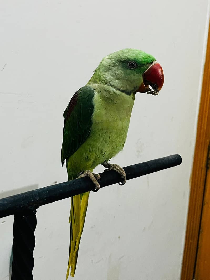 Raw Parrott - Parrots - 1109359223