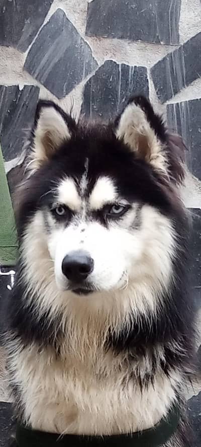 sabarian husky stud available ha  0/3/1/4/327727