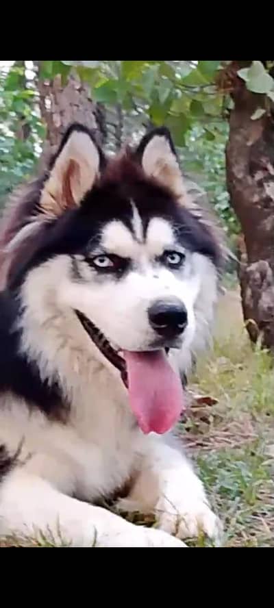 Stud Available : 0/3/1/4/3277727