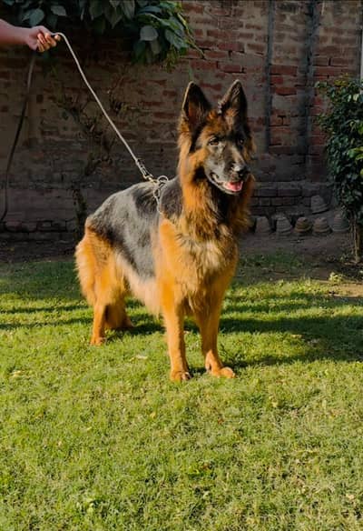 German shepherd |Black shepherd male|Pink Pedigreed Females |GSD | Dog