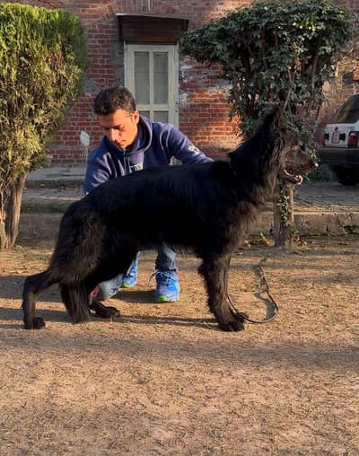 German shepherd | Black shepherd | Pink Pedigreed Females | GSD | Dog