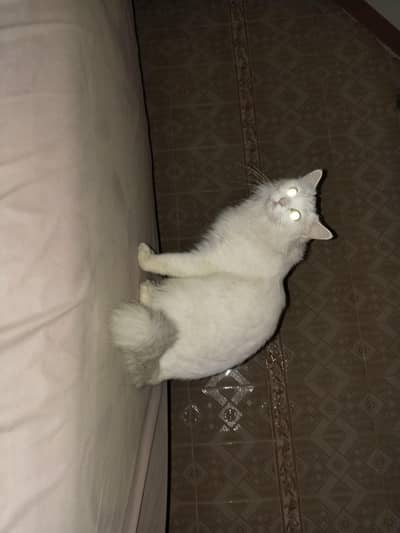 Male and female cats