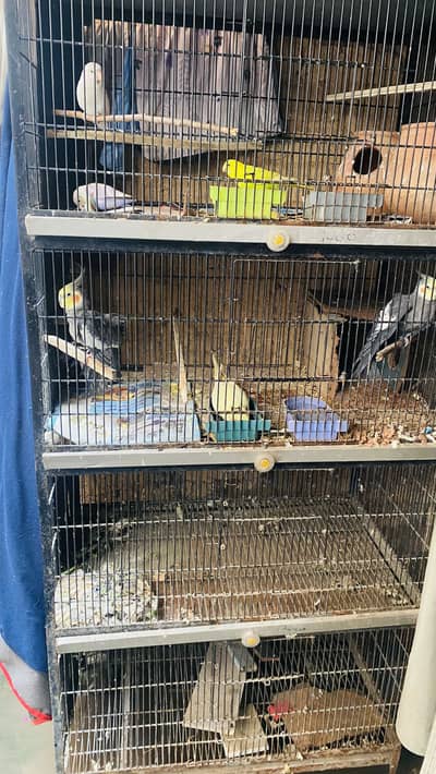 Iron Bird Cage 4 Portion