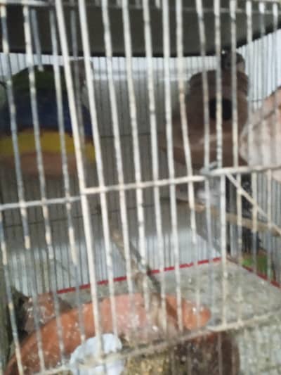 birds for sale finches ,grey jawa ,Sherazi pair