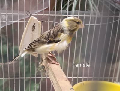 Singing Canay saprrow/finch/cannary/Canari/canree