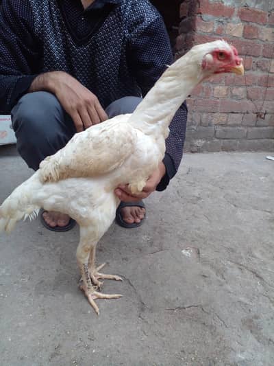 High Quality Shamo Female