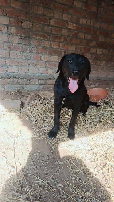 |Labrador dog|Labrador dogs|