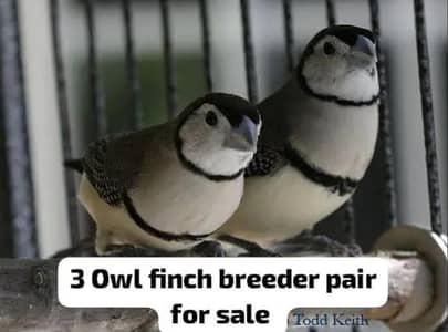 Parson finch, diamond finch,owl finch,Green, Star finch