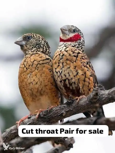 Red munia finch cinemon star finch,Full orange finch, sharftail finch