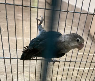 Budgie - Java - love bird