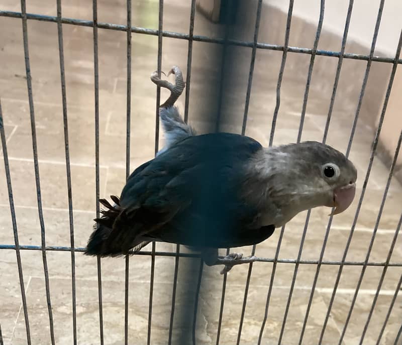 Budgie - Java - love bird 0