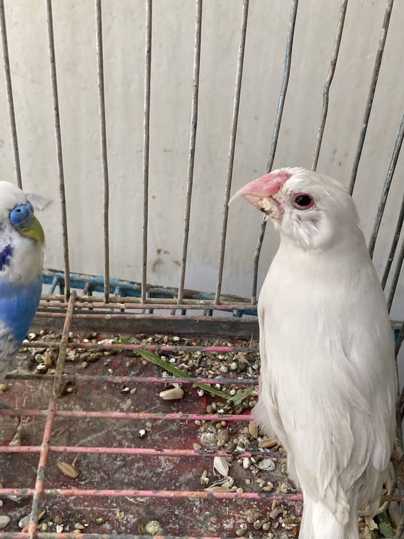 Budgie - Java - love bird 1