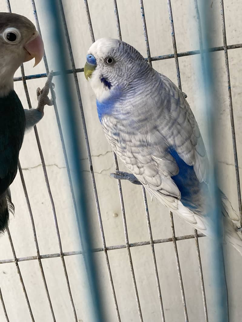 Budgie - Java - love bird 2