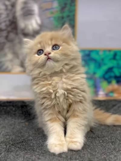 Persian Punch face triple coat cat Kitten