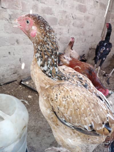 Aseels.    . 1 Male 2 Female