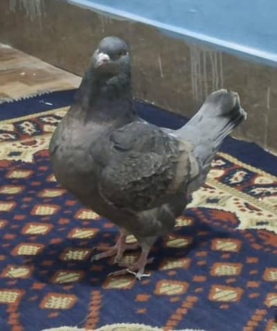 Modena Crossed Huge size king Female for sale