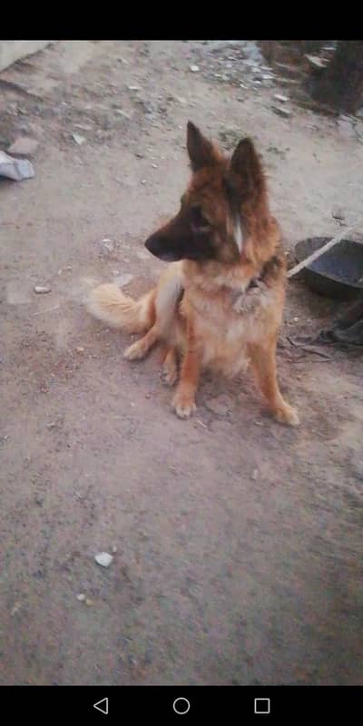 german shepherd female