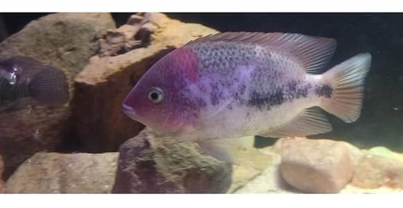 VIEJA REDHEAD CICHLID FOR SALE 5-6 INCH SIZE