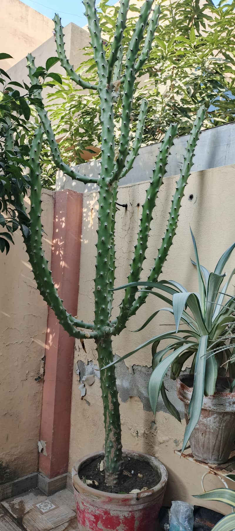 Cactus 0