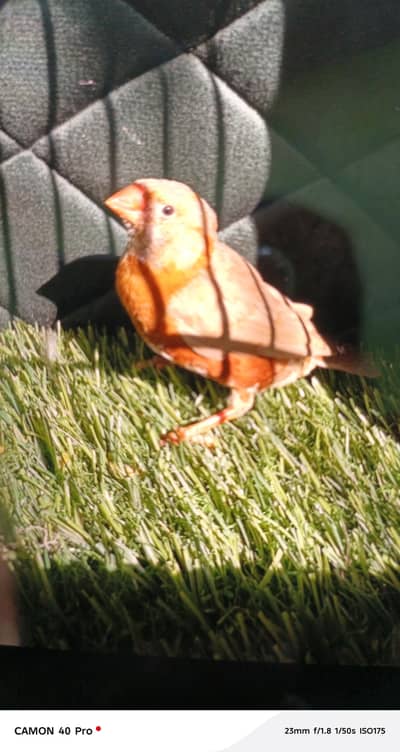Full orange, Half orange Healthy chicks
