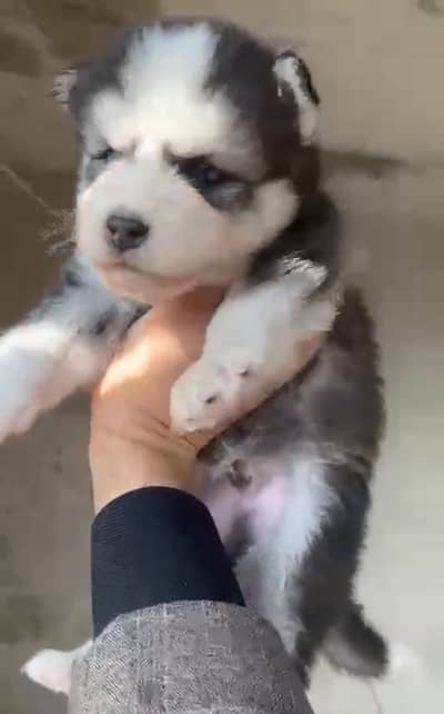 Husky wooly coat blue eyes