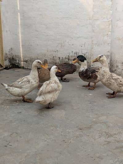Small ducks are available for sale