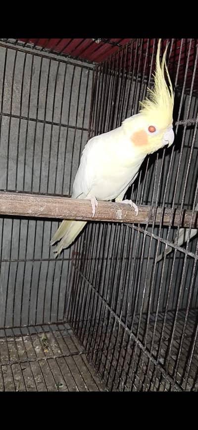 breedr male common white