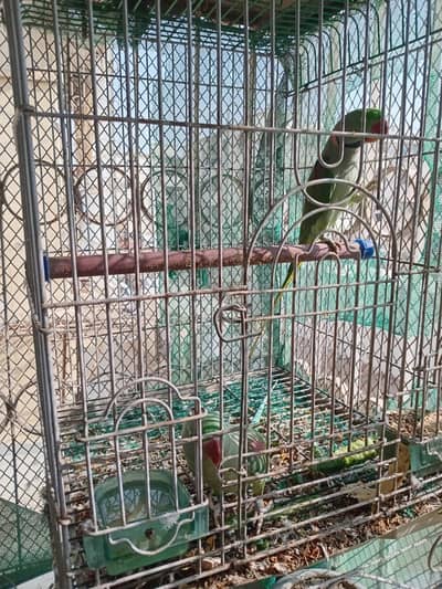 breeder Raw pair for Sale