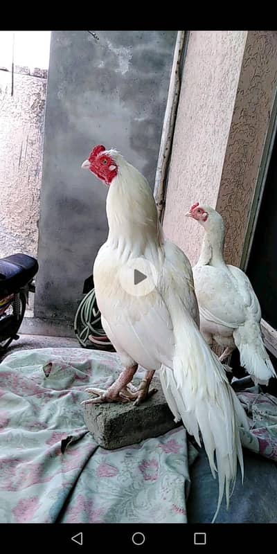 pure hira preedar pair