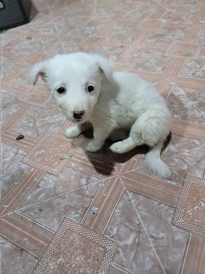 Russian Dogs full healthy