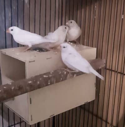 Mutation Snow white isabel Zebra finches