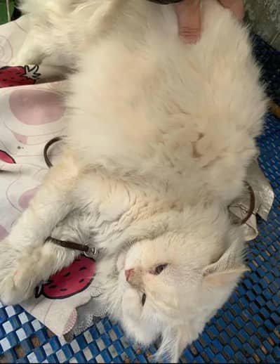 Persion cat | Age 2 year | 2025